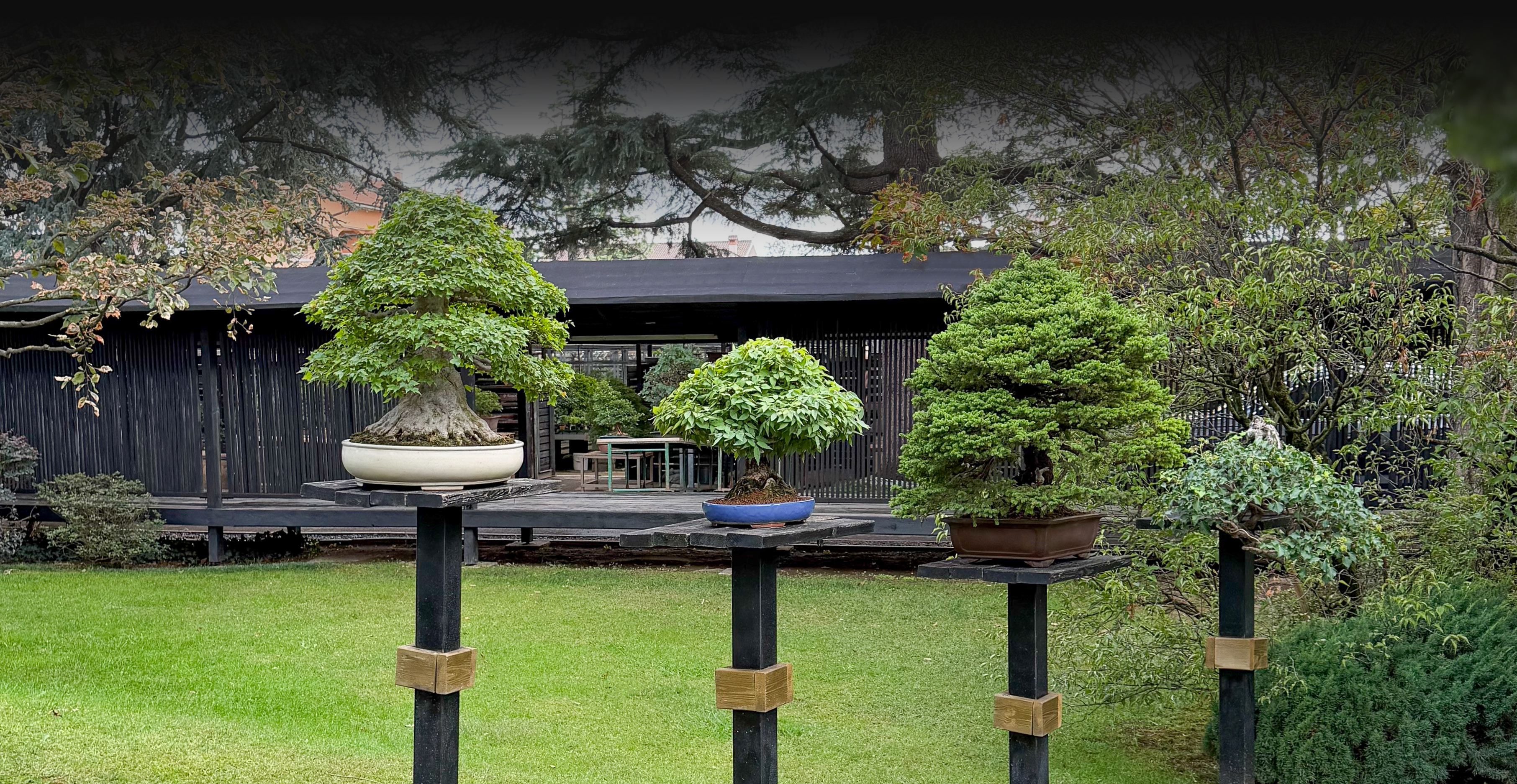 Crespi Bonsai
